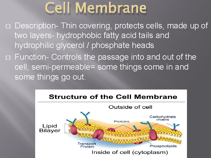 Cell Membrane � � Description- Thin covering, protects cells, made up of two layers-