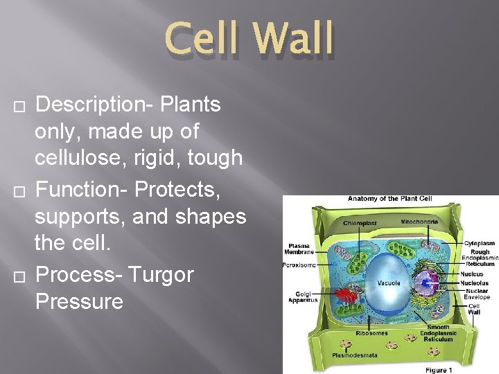 Cell Wall � � � Description- Plants only, made up of cellulose, rigid, tough