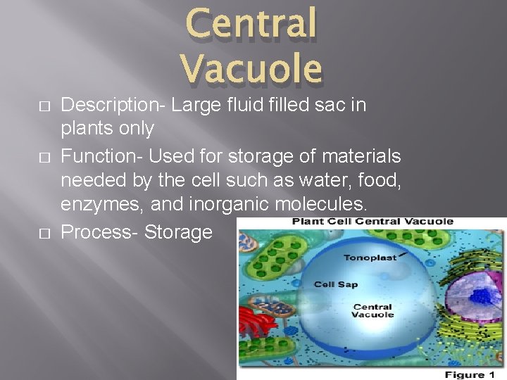 � � � Central Vacuole Description- Large fluid filled sac in plants only Function-