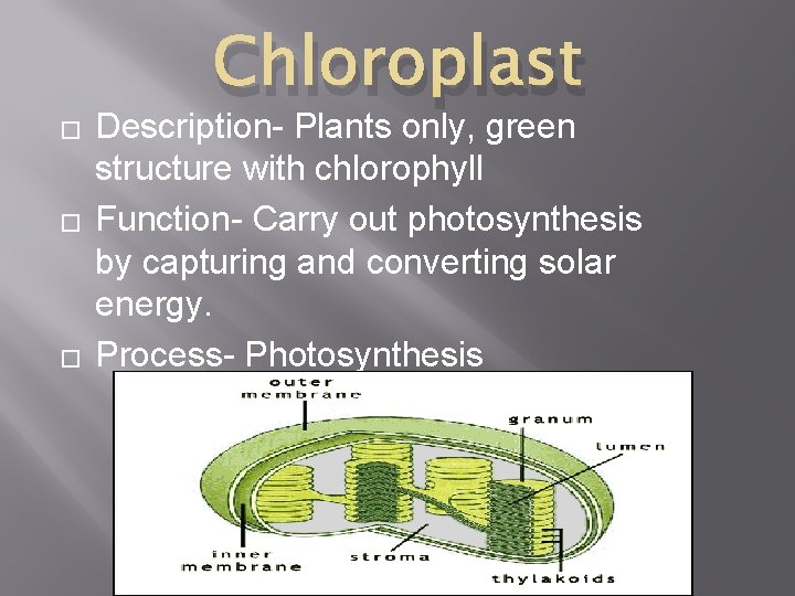 � � � Chloroplast Description- Plants only, green structure with chlorophyll Function- Carry out