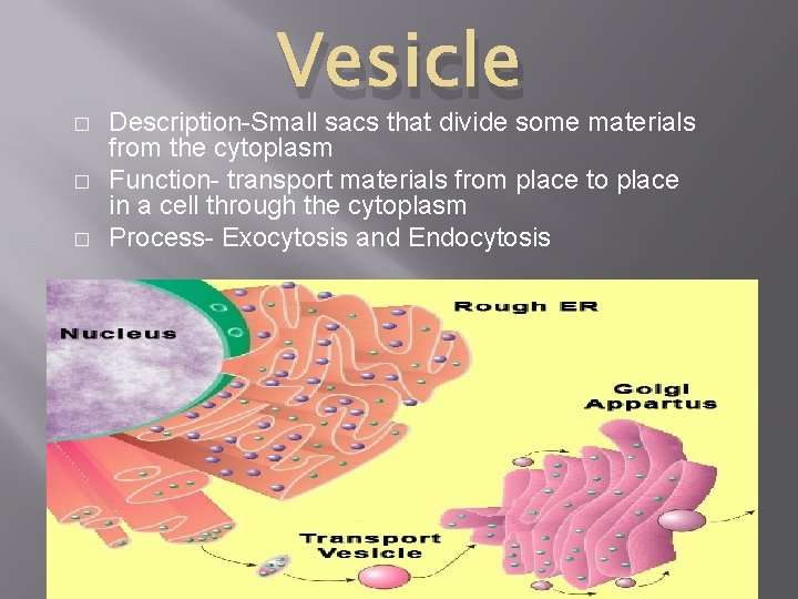 � � � Vesicle Description-Small sacs that divide some materials from the cytoplasm Function-