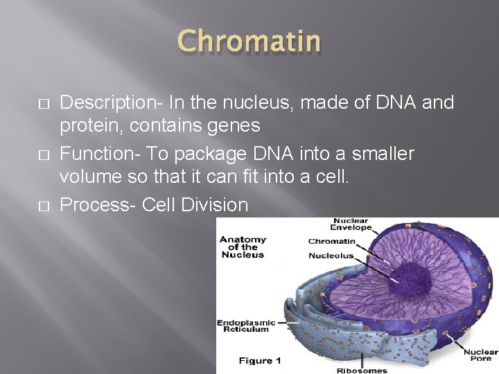 Chromatin � � � Description- In the nucleus, made of DNA and protein, contains