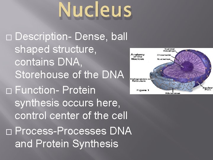 Nucleus Description- Dense, ball shaped structure, contains DNA, Storehouse of the DNA � Function-