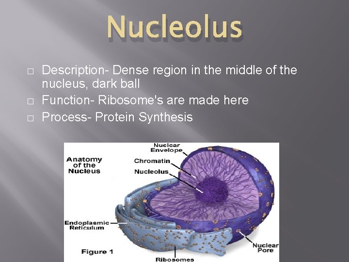 Nucleolus � � � Description- Dense region in the middle of the nucleus, dark