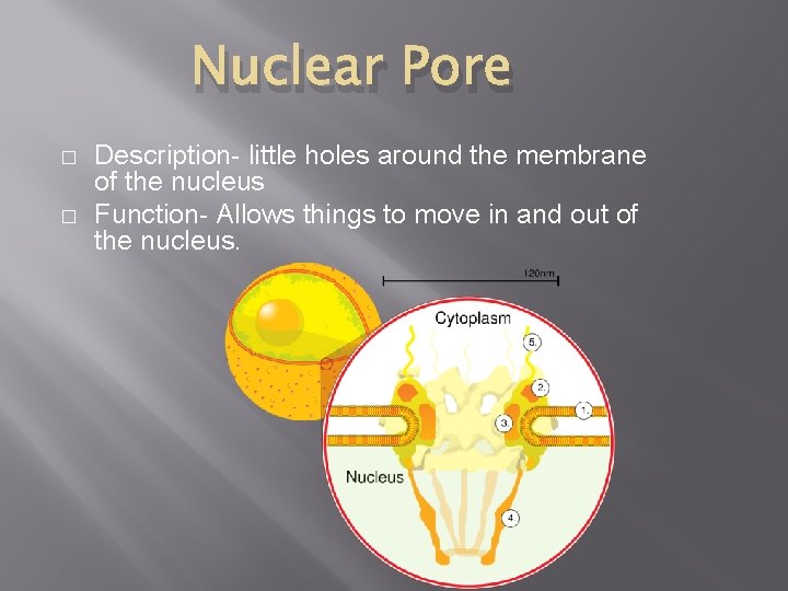 Nuclear Pore � � Description- little holes around the membrane of the nucleus Function-