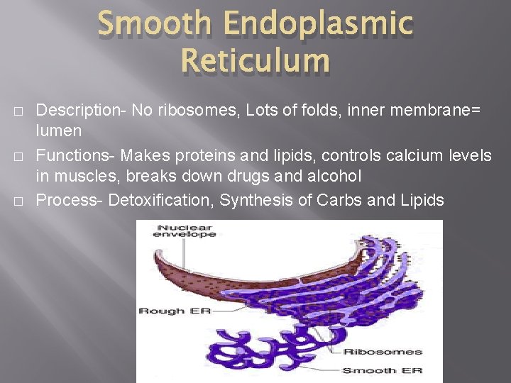 Smooth Endoplasmic Reticulum � � � Description- No ribosomes, Lots of folds, inner membrane=