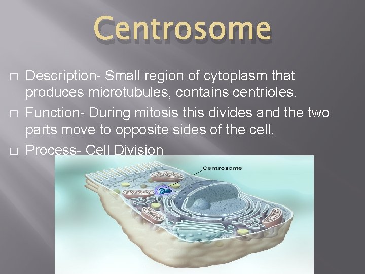 Centrosome � � � Description- Small region of cytoplasm that produces microtubules, contains centrioles.