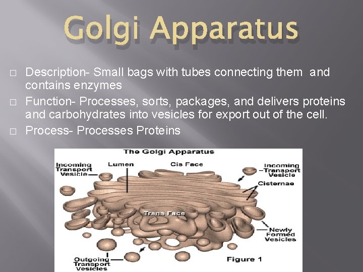 Golgi Apparatus � � � Description- Small bags with tubes connecting them and contains