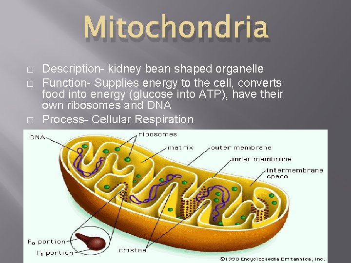 Mitochondria � � � Description- kidney bean shaped organelle Function- Supplies energy to the