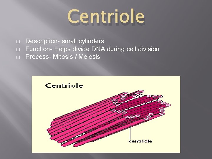 Centriole � � � Description- small cylinders Function- Helps divide DNA during cell division