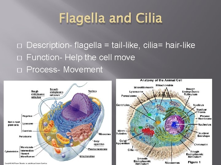 Flagella and Cilia � � � Description- flagella = tail-like, cilia= hair-like Function- Help