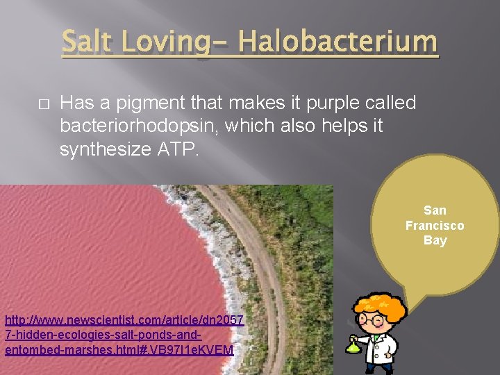 Salt Loving- Halobacterium � Has a pigment that makes it purple called bacteriorhodopsin, which