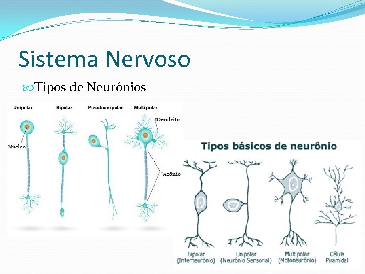 Sistema Nervoso Tipos de Neurônios 