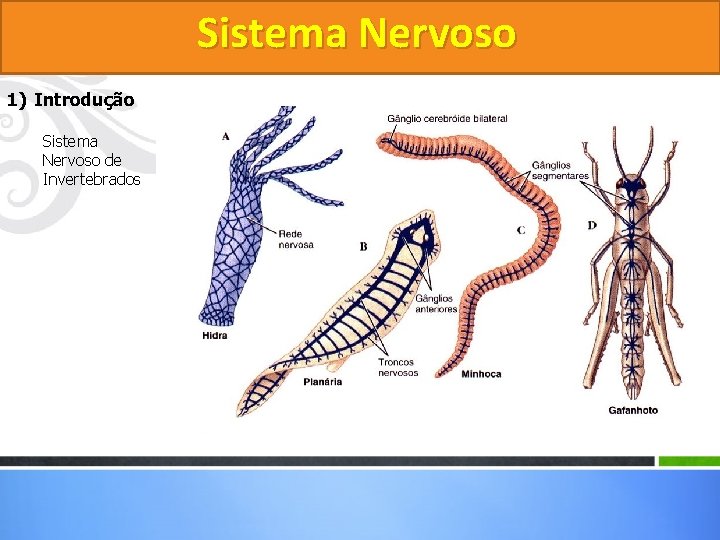 Sistema Nervoso 1) Introdução Sistema Nervoso de Invertebrados 