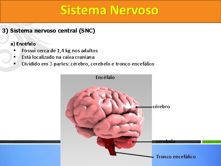 Sistema Nervoso 3) Sistema nervoso central (SNC) a) Encéfalo § Possui cerca de 1,