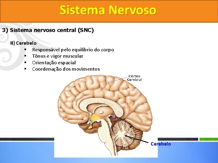 Sistema Nervoso 3) Sistema nervoso central (SNC) II) Cerebelo § Responsável pelo equilíbrio do
