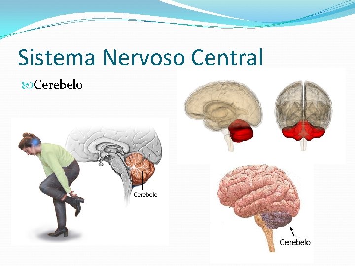 Sistema Nervoso Central Cerebelo 