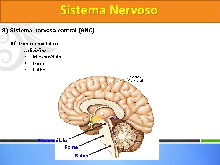 Sistema Nervoso 3) Sistema nervoso central (SNC) III) Tronco encefálico 3 divisões: § Mesencéfalo