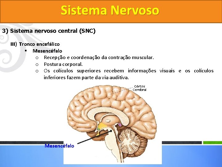 Sistema Nervoso 3) Sistema nervoso central (SNC) III) Tronco encefálico § Mesencéfalo o Recepção
