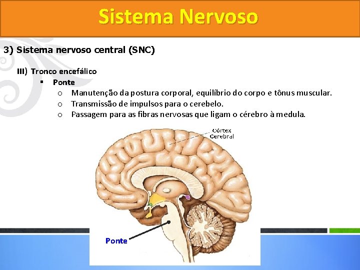 Sistema Nervoso 3) Sistema nervoso central (SNC) III) Tronco encefálico § Ponte o Manutenção