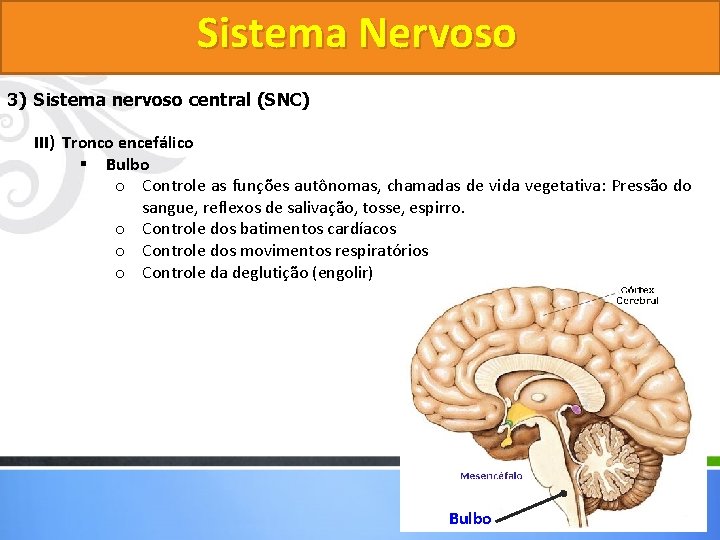 Sistema Nervoso 3) Sistema nervoso central (SNC) III) Tronco encefálico § Bulbo o Controle