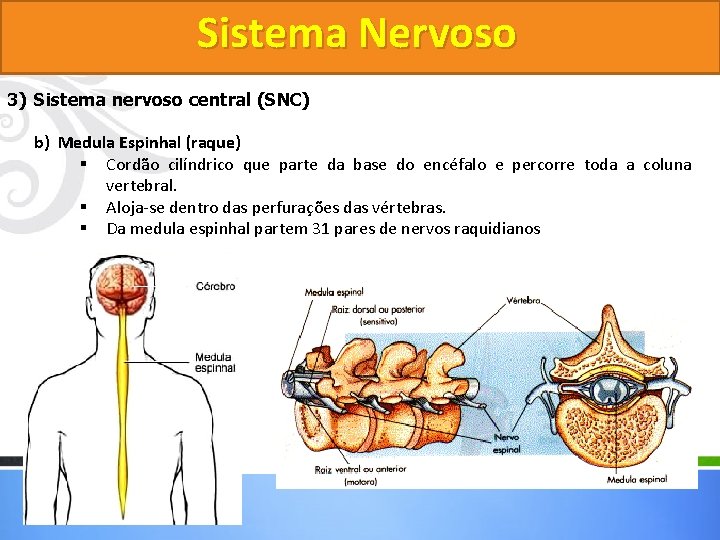 Sistema Nervoso 3) Sistema nervoso central (SNC) b) Medula Espinhal (raque) § Cordão cilíndrico