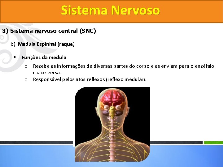 Sistema Nervoso 3) Sistema nervoso central (SNC) b) Medula Espinhal (raque) § Funções da