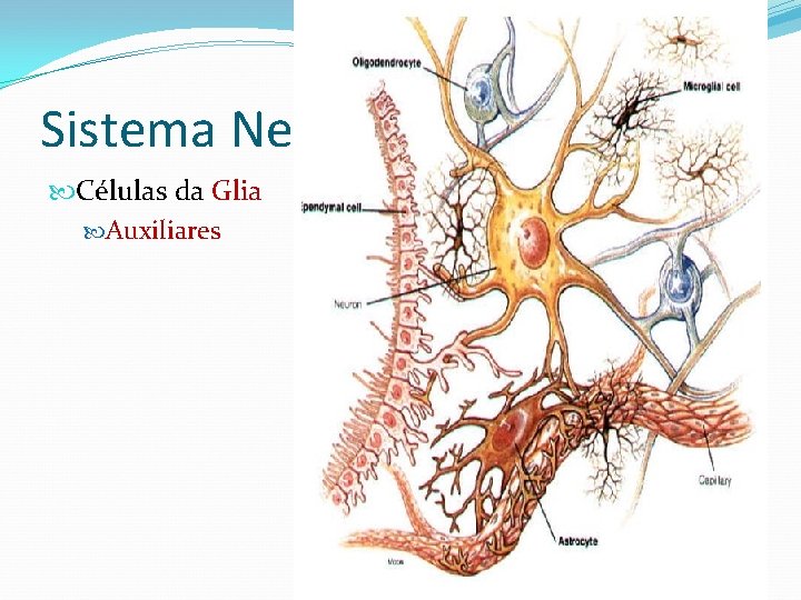 Sistema Nervoso Células da Glia Auxiliares 