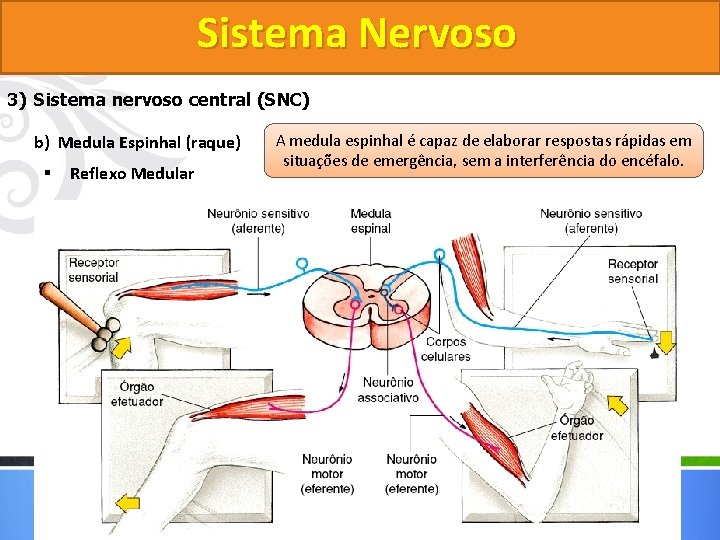Sistema Nervoso 3) Sistema nervoso central (SNC) b) Medula Espinhal (raque) § Reflexo Medular