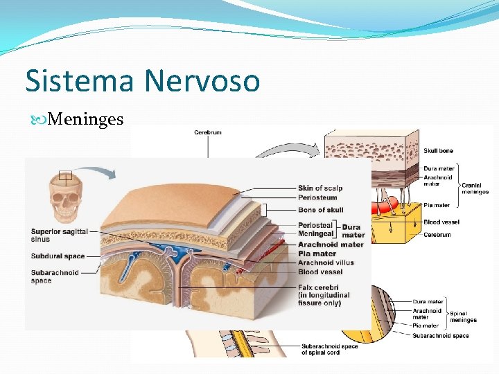 Sistema Nervoso Meninges 