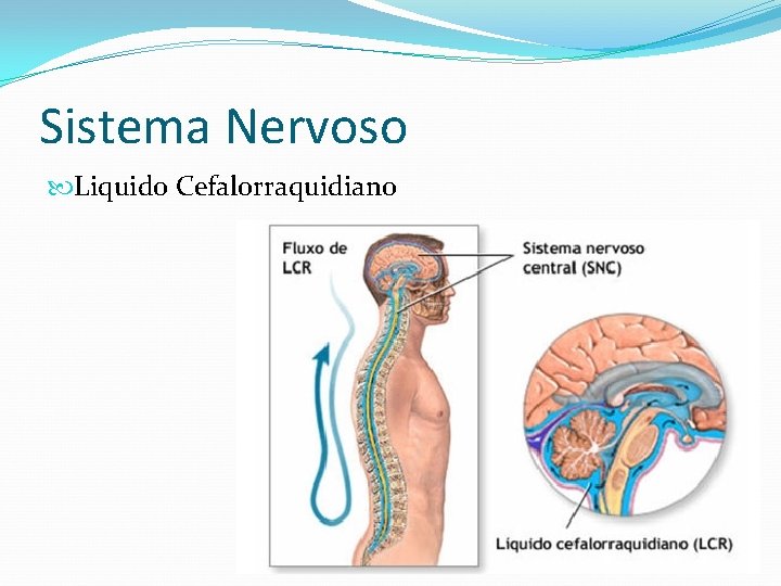 Sistema Nervoso Liquido Cefalorraquidiano 