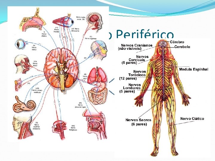 Sistema Nervoso Periférico 