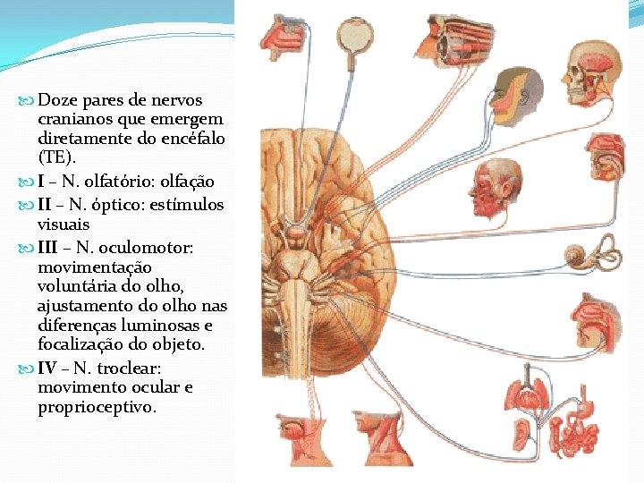  Doze pares de nervos cranianos que emergem diretamente do encéfalo (TE). I –