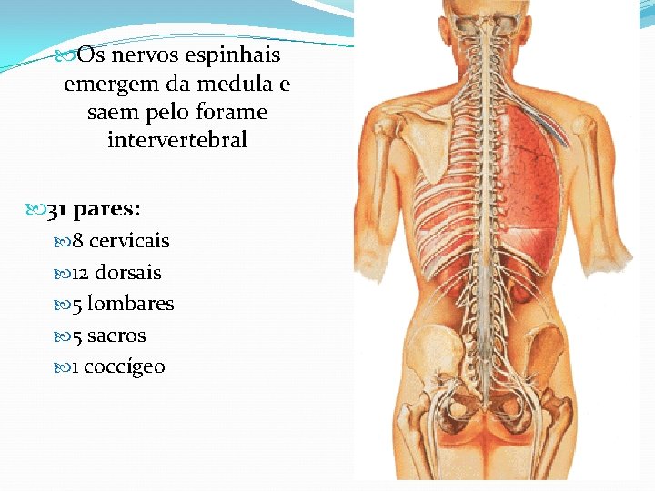  Os nervos espinhais emergem da medula e saem pelo forame intervertebral 31 pares: