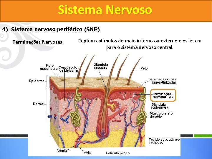 Sistema Nervoso 4) Sistema nervoso periférico (SNP) Terminações Nervosas Captam estímulos do meio interno