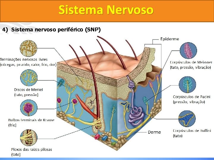 Sistema Nervoso 4) Sistema nervoso periférico (SNP) Terminações Nervosas 