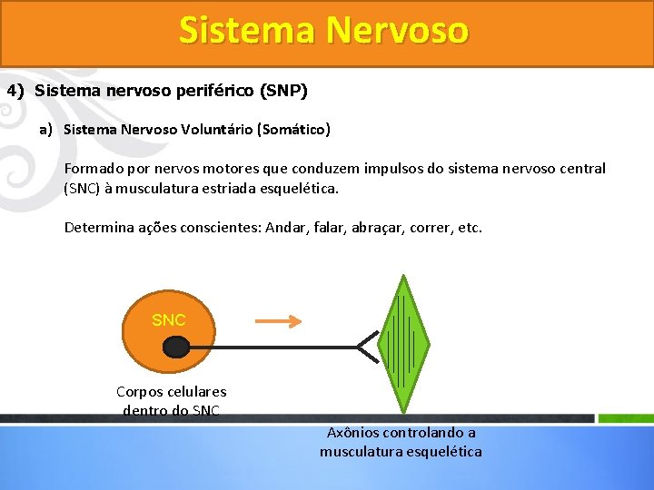 Sistema Nervoso 4) Sistema nervoso periférico (SNP) a) Sistema Nervoso Voluntário (Somático) Formado por
