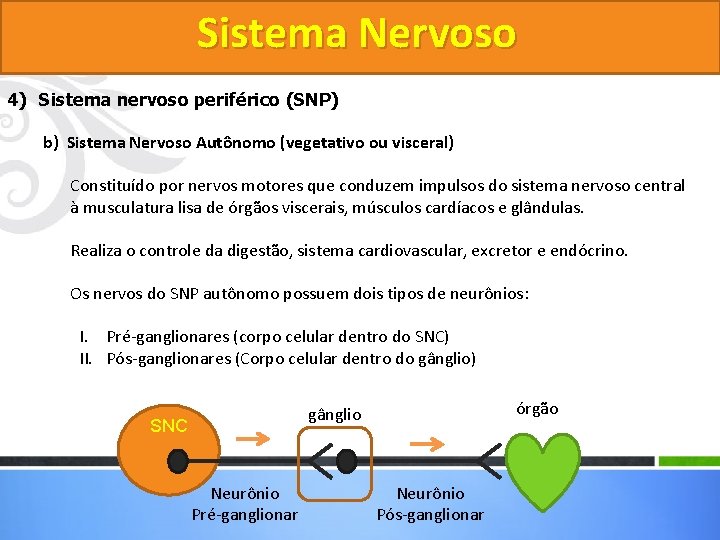 Sistema Nervoso 4) Sistema nervoso periférico (SNP) b) Sistema Nervoso Autônomo (vegetativo ou visceral)