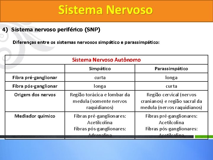 Sistema Nervoso 4) Sistema nervoso periférico (SNP) Diferenças entre os sistemas nervosos simpático e