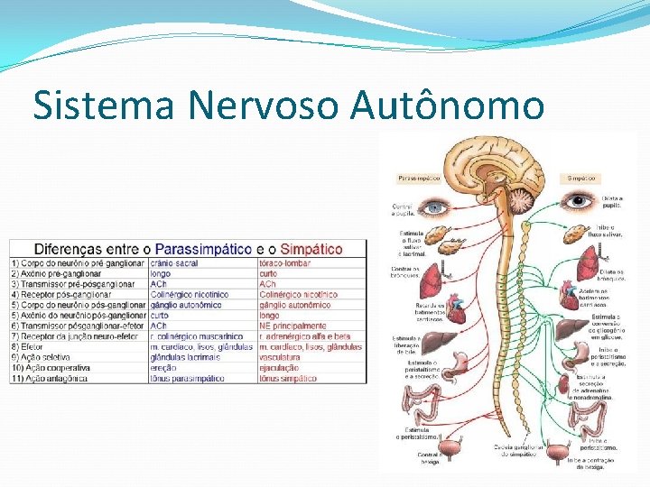 Sistema Nervoso Autônomo 