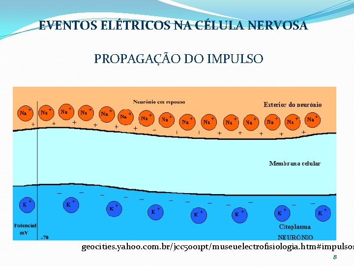 EVENTOS ELÉTRICOS NA CÉLULA NERVOSA PROPAGAÇÃO DO IMPULSO geocities. yahoo. com. br/jcc 5001 pt/museuelectrofisiologia.