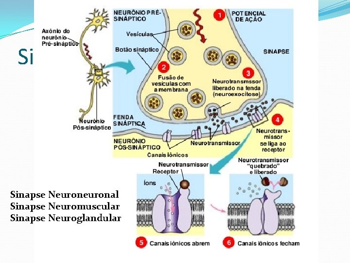 Sistema Nervoso Sinapse Neuronal Sinapse Neuromuscular Sinapse Neuroglandular 