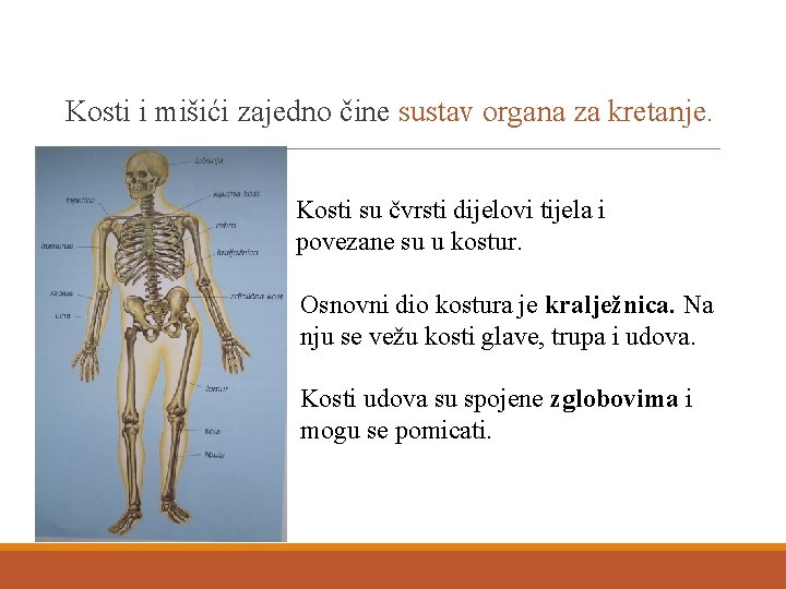 Kosti i mišići zajedno čine sustav organa za kretanje. Kosti su čvrsti dijelovi tijela
