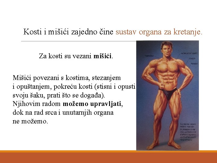 Kosti i mišići zajedno čine sustav organa za kretanje. Za kosti su vezani mišići.