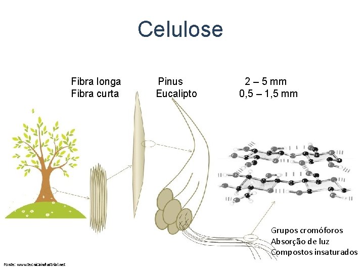 Celulose Fibra longa Fibra curta Pinus Eucalipto 2 – 5 mm 0, 5 –