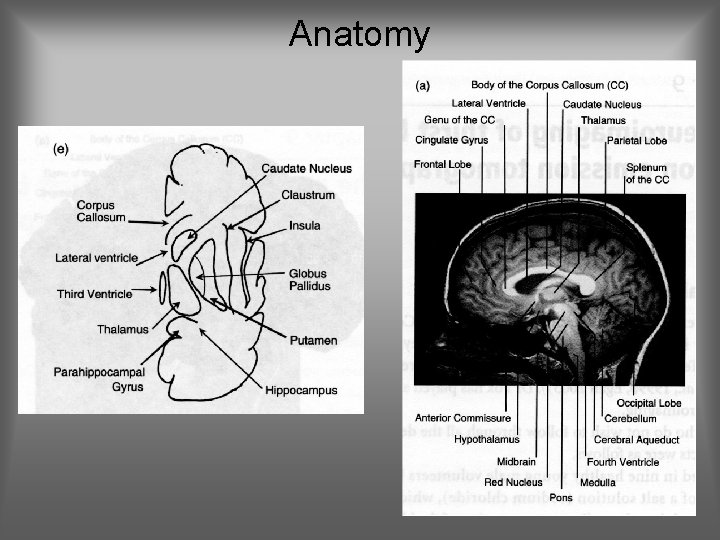 Anatomy 