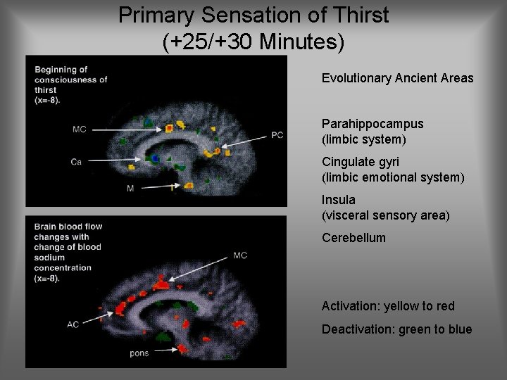 Primary Sensation of Thirst (+25/+30 Minutes) Evolutionary Ancient Areas Parahippocampus (limbic system) Cingulate gyri