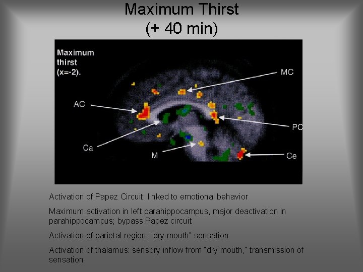 Maximum Thirst (+ 40 min) Activation of Papez Circuit: linked to emotional behavior Maximum