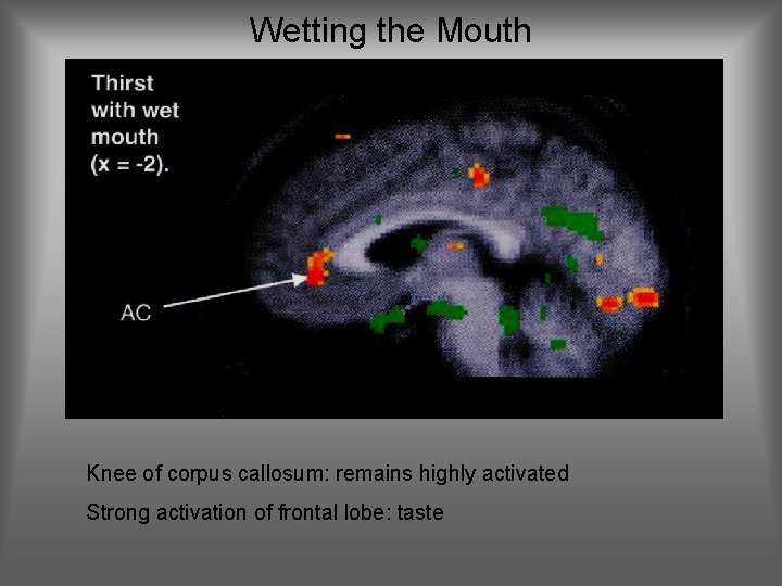 Wetting the Mouth Knee of corpus callosum: remains highly activated Strong activation of frontal