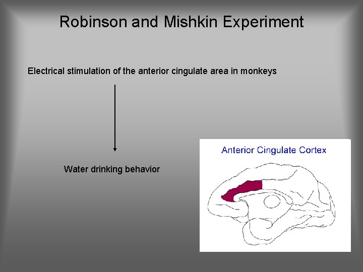 Robinson and Mishkin Experiment Electrical stimulation of the anterior cingulate area in monkeys Water